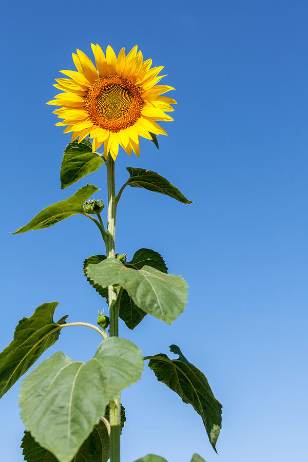 Sunflowers Photograph by YakubovAlim