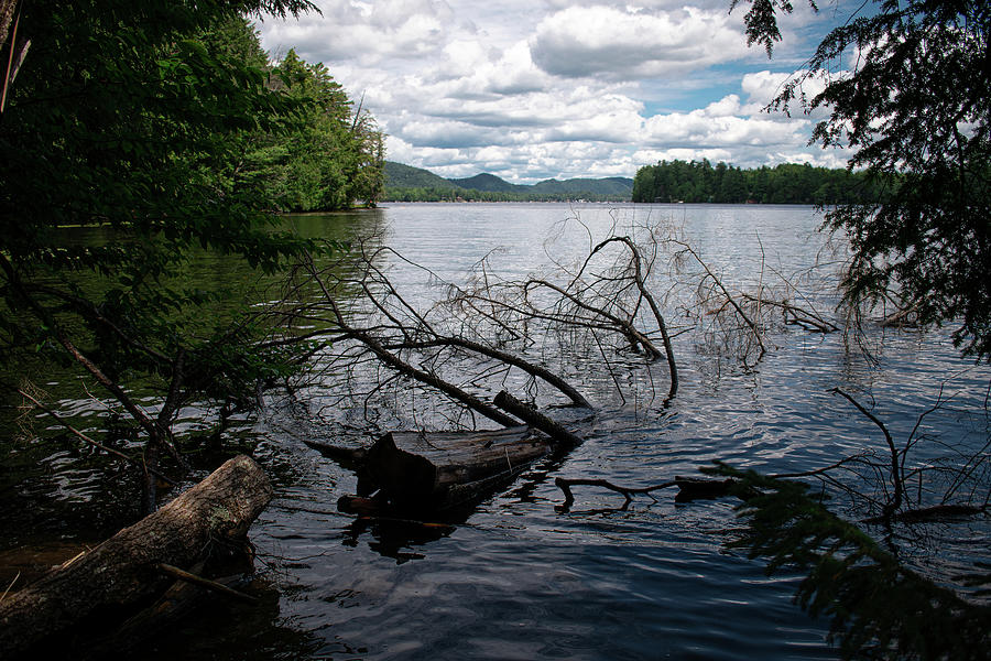 Sunken Tree View Photograph by Josh Patch - Fine Art America