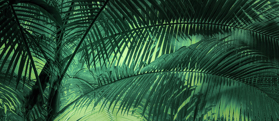 Sunkissed Palm Photograph by Don Schwartz