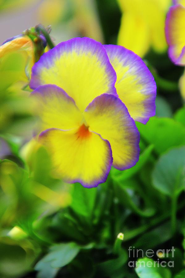 Sunkissed Pansy Photograph by Kimberly Furey