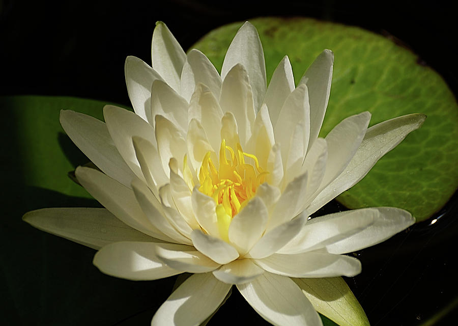 Sunkist Waterlily Photograph by Blair Wainman