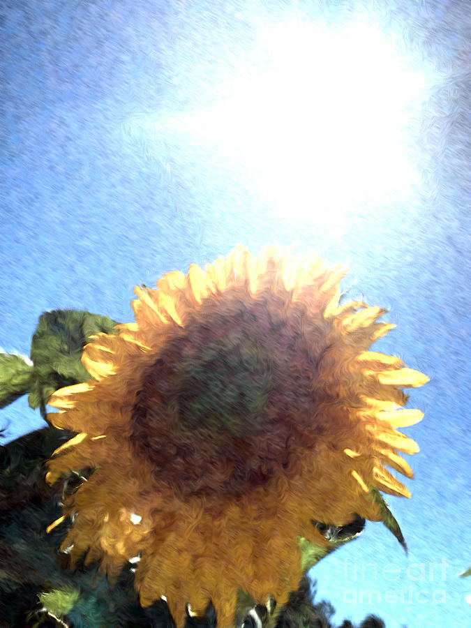 Sunlight and Sunflower Photograph by Katherine Erickson