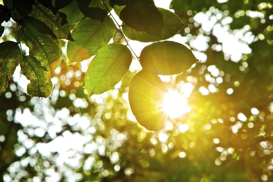Sunlight beaming through tree leaves Photograph by Sunrise@dawn Photography