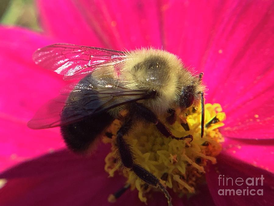 Bumble Bee Sunlight Photograph by Catherine Wilson