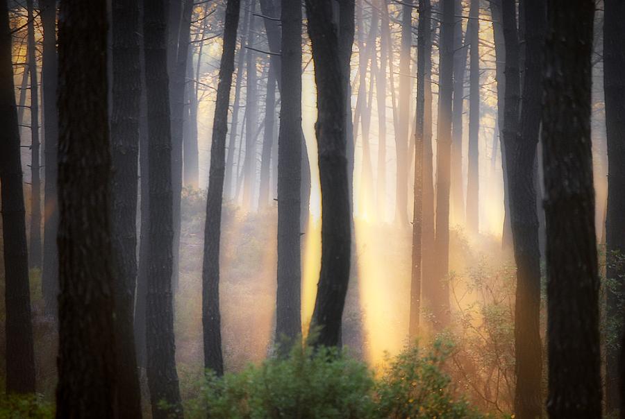 Sunlight Collors in the Pine Tree Forest Photograph by Marco Sales