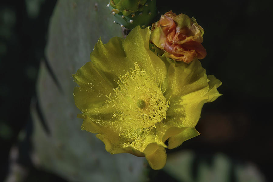 Sunlight Falls on a Cactus Flower Photograph by Fon Denton