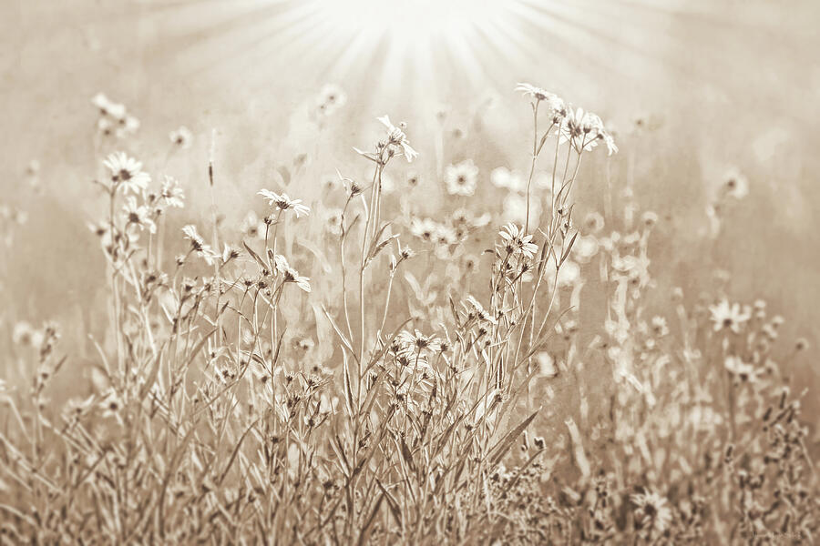Sunlight Glow Brown Wildflowers Photograph by Jennie Marie Schell