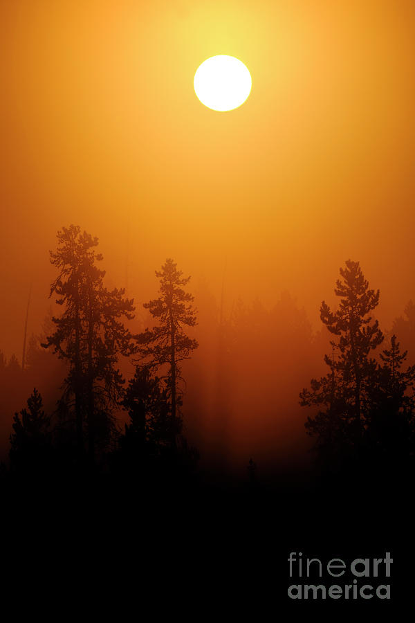 Sunlight Golden Orange in Morning Mist Fog in Pine Tree Forest W Photograph by Lane Erickson