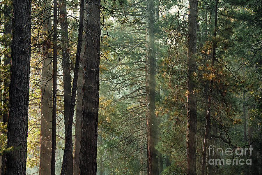 Sunlight in a ponderosa pine forest, Mariposa Grove. Early morni Photograph by Jane Rix