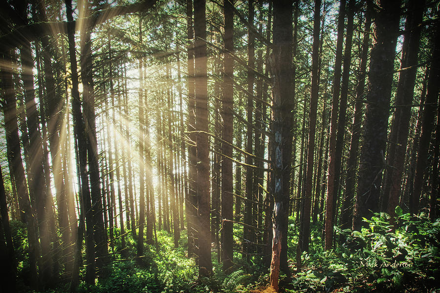 Sunlight In Oregon Coastal Woods Photograph