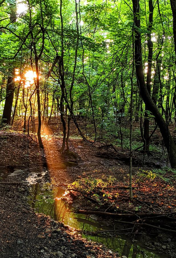 Sunlight in the Forest Photograph by Brad Nellis