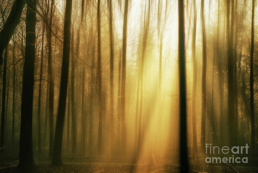 Sunlight in the Forest Photograph by David Lichtneker