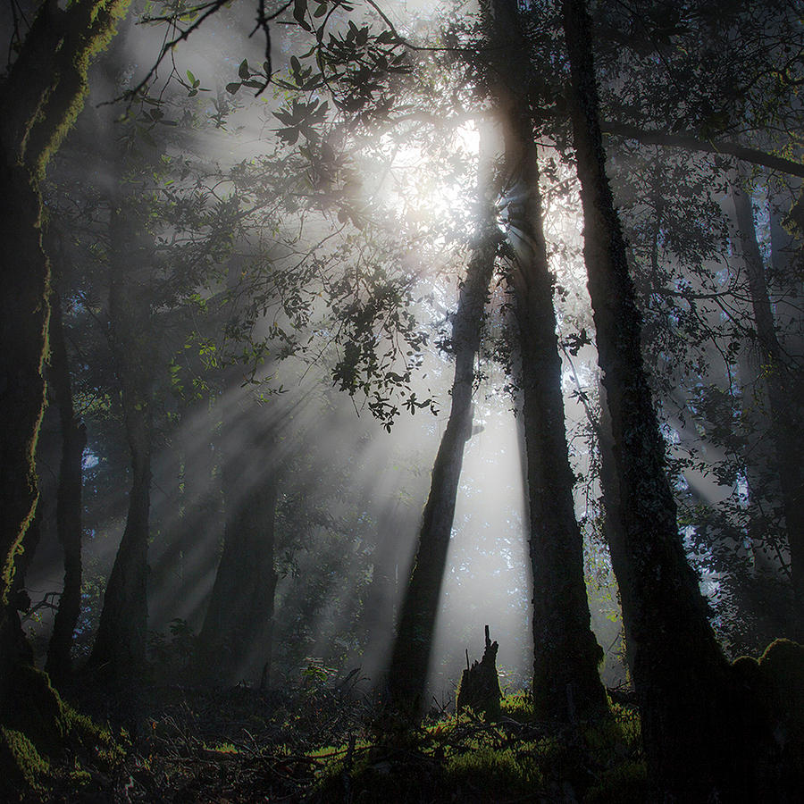Sunlight in the forest Photograph by Donald Kinney