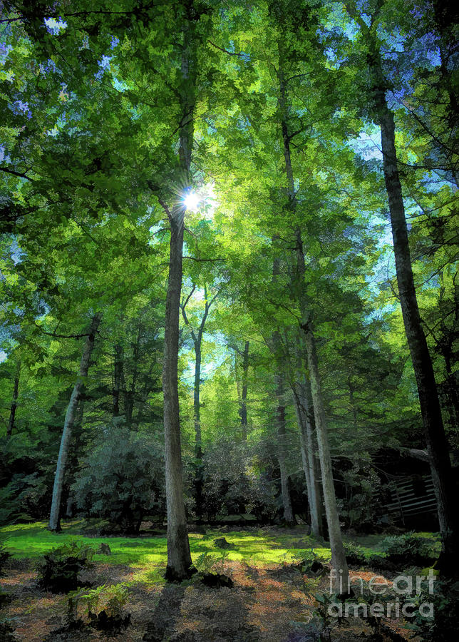 Sunlight In The Forest Photograph