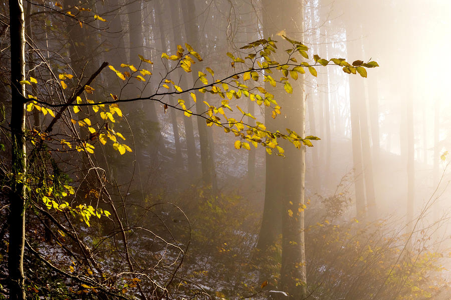Sunlight meets the forest Photograph by Wolfgang Stocker
