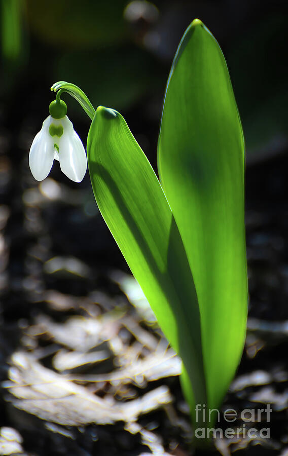Sunlight On a Snowdrop Photograph by Kerri Farley