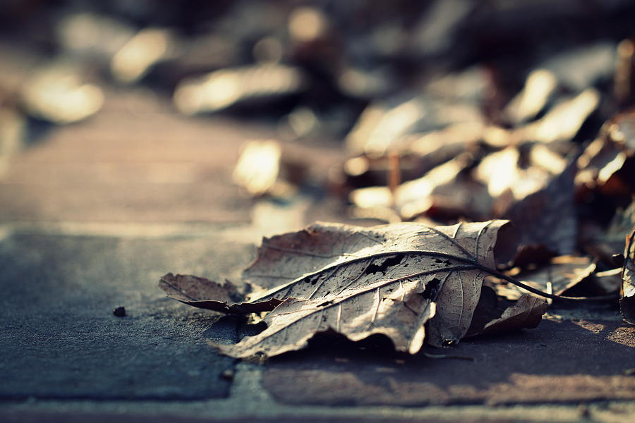 Sunlight On Old Leaves Photograph