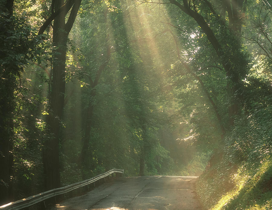 Sunlight on Wehr Mill Road Photograph by Jason Fink