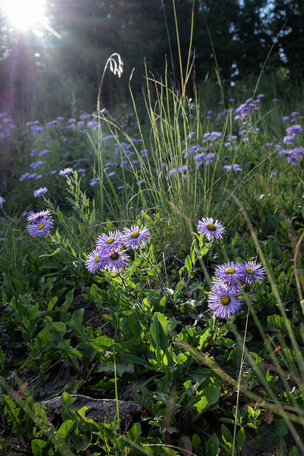 Sunlight on Wild Asters  Photograph by Mary Lee Dereske