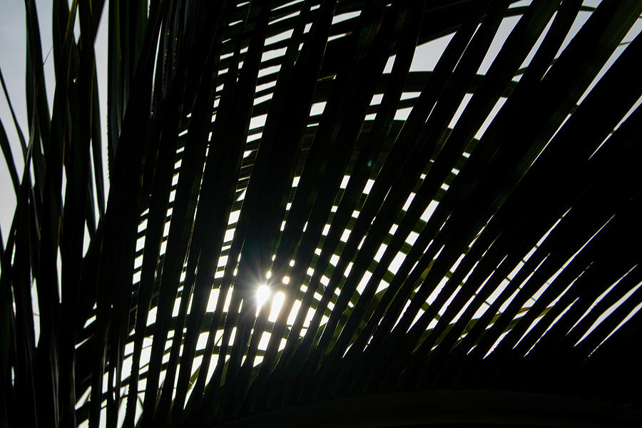 Sunlight Pattern in The Palms Photograph by Robert Wilder Jr
