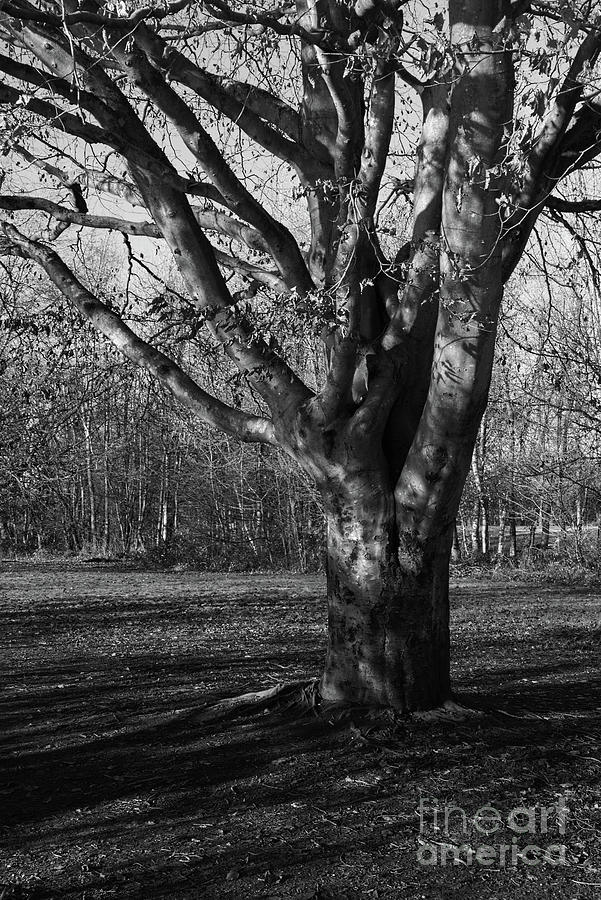 Sunlight playing on a tree in monochrome Photograph by Pics By Tony