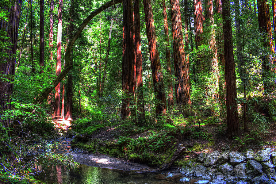 Sunlight Reaches the Forest Floor Muir Woods Photograph by Wayne King