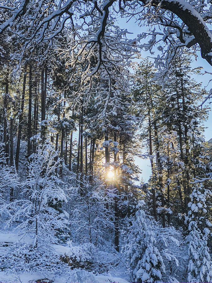 Sunlight, Shadows, and Snow Photograph by Teresa Wilson