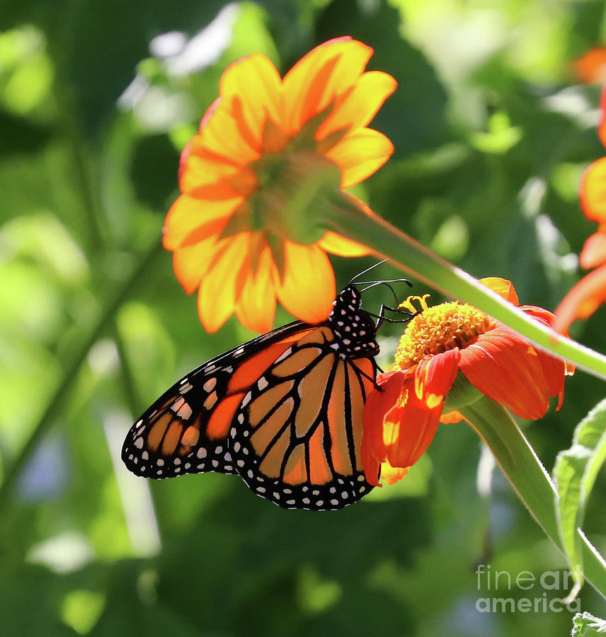 Sunlight Shining Through Monarch Butterfly 2310 Photograph By Jack 