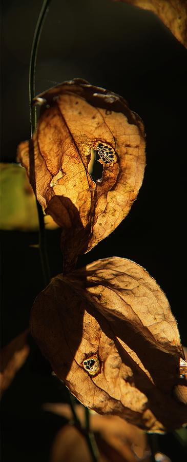 Sunlight Thorugh Greenbrier Leaves Photograph