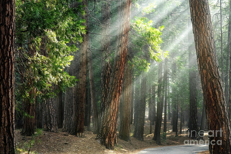 Sunlight though a ponderosa pine forest, Wawona. Early morning l Photograph by Jane Rix