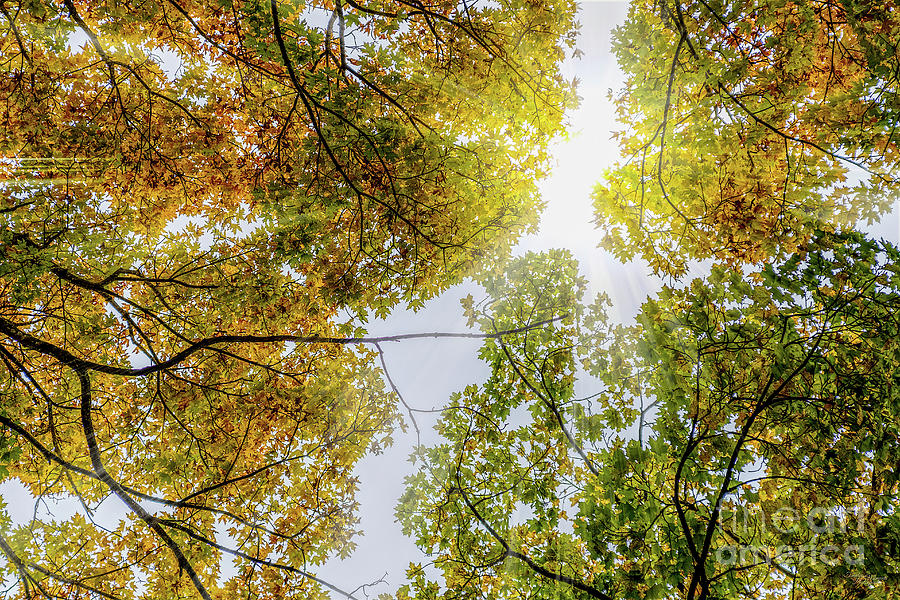 Sunlight Through Autumn Sugar Maples Photograph by Jennifer White