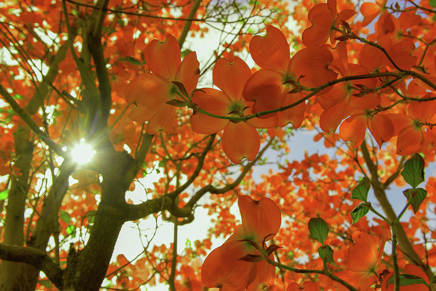 Sunlight through flowers and leaves Photograph by Jeff Swan