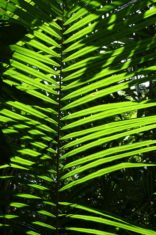 Sunlight Through Palm Leaf Photograph by Maryse Jansen