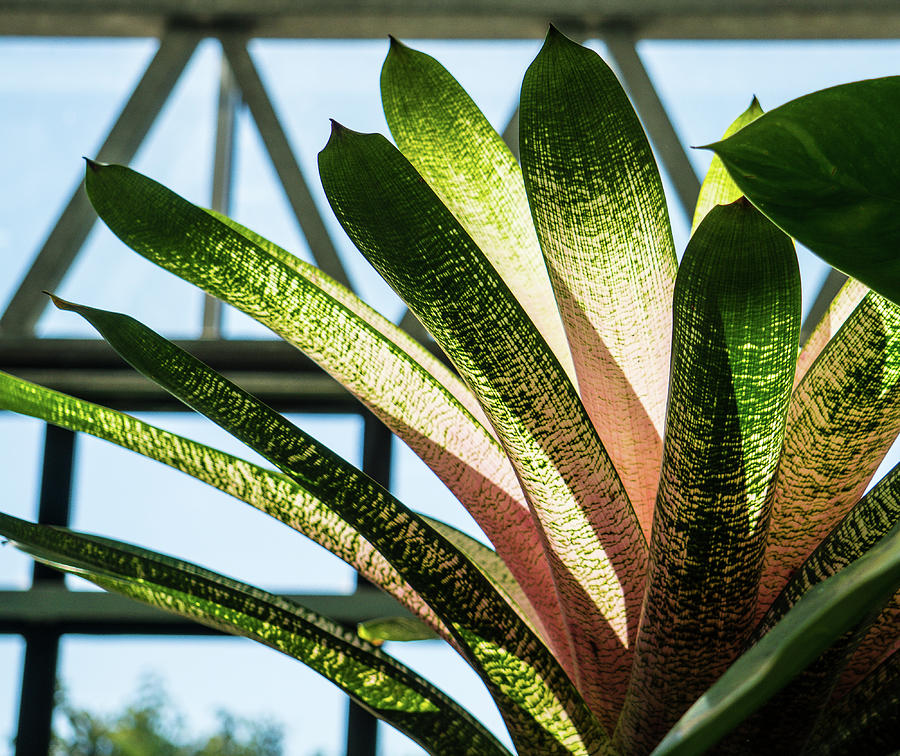 Sunlight Through Plant  Photograph by Peggy McCormick