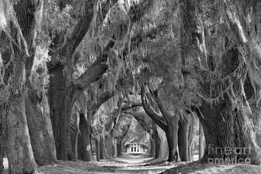 Sunlight Through The St. Simons Oaks Black And White Photograph by Adam Jewell