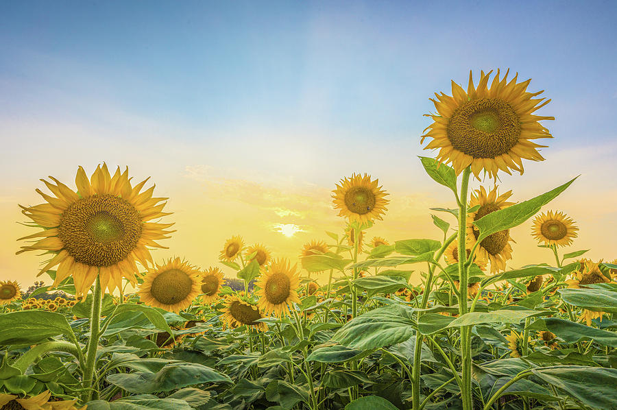 Sunlight Through The Sunflowers Photograph by Jordan Hill