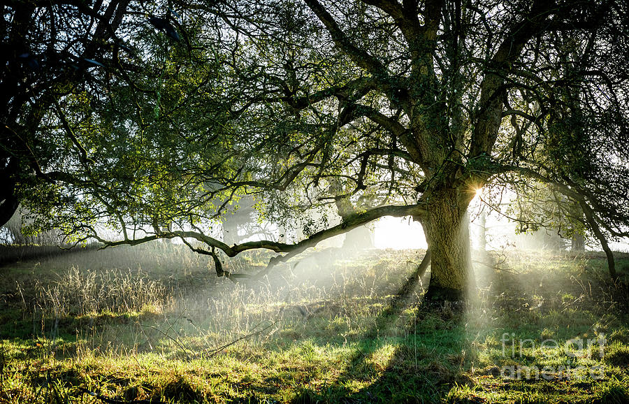 Sunlight through the trees Photograph by Colin Rayner