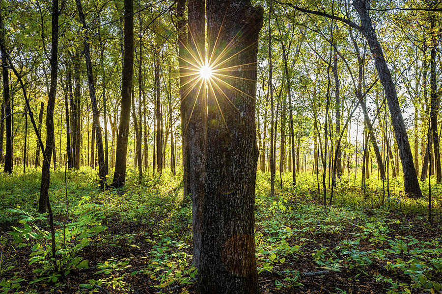 Sunlight Through The Trees Photograph by Jordan Hill