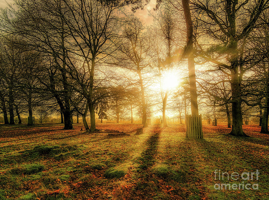 Sun Photograph - Sunlight Through The Trees by Leigh Kemp Sun Photograph - Sunlight Through The Trees by Leigh Kemp