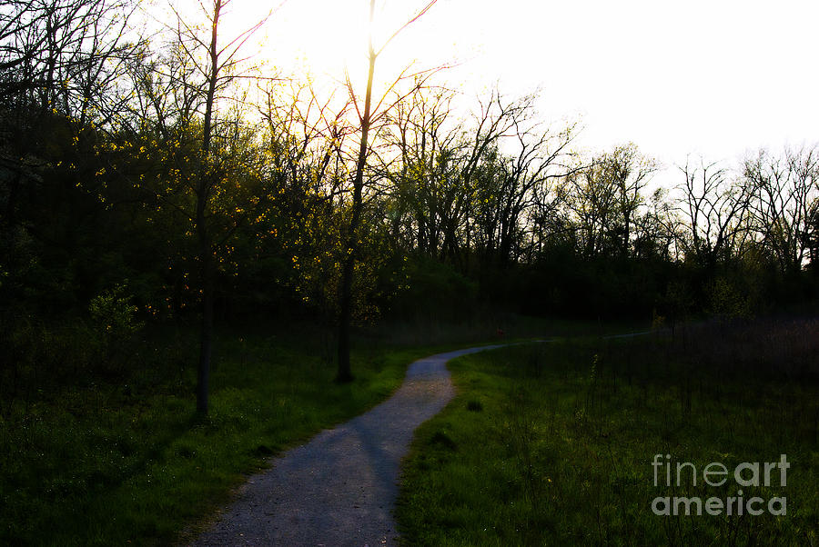 Sunlight Through The Trees - Orton Effect Photograph by Frank J Casella