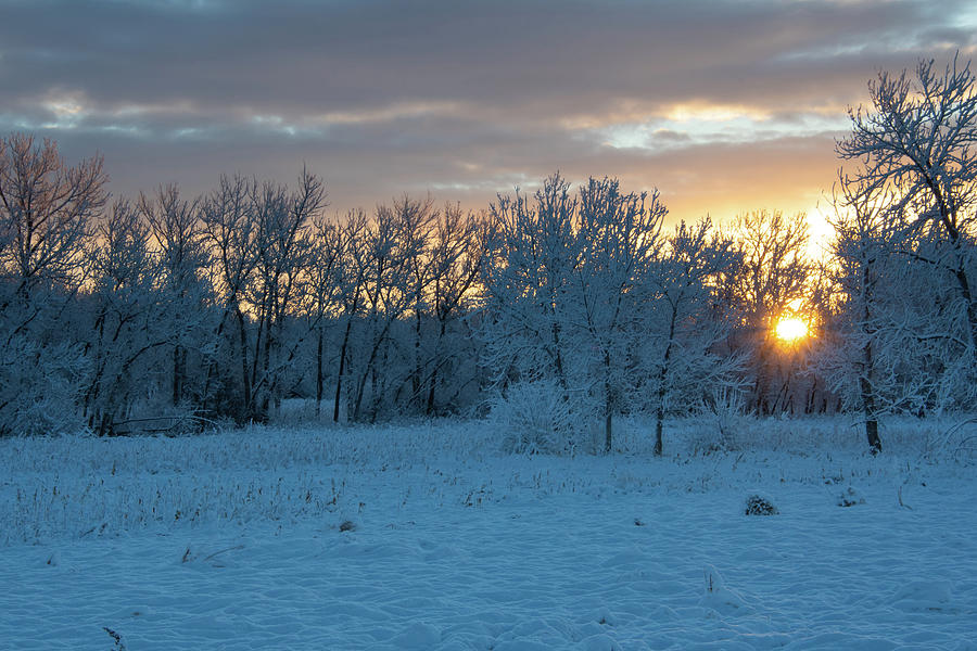 Sunlight Through the Winter Trees Photograph by Cascade Colors | Fine ...