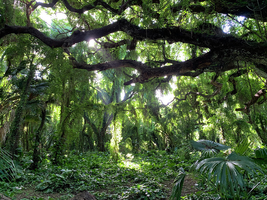 Sunlight Through Tropical Vines Photograph by Zia Dez - Fine Art America