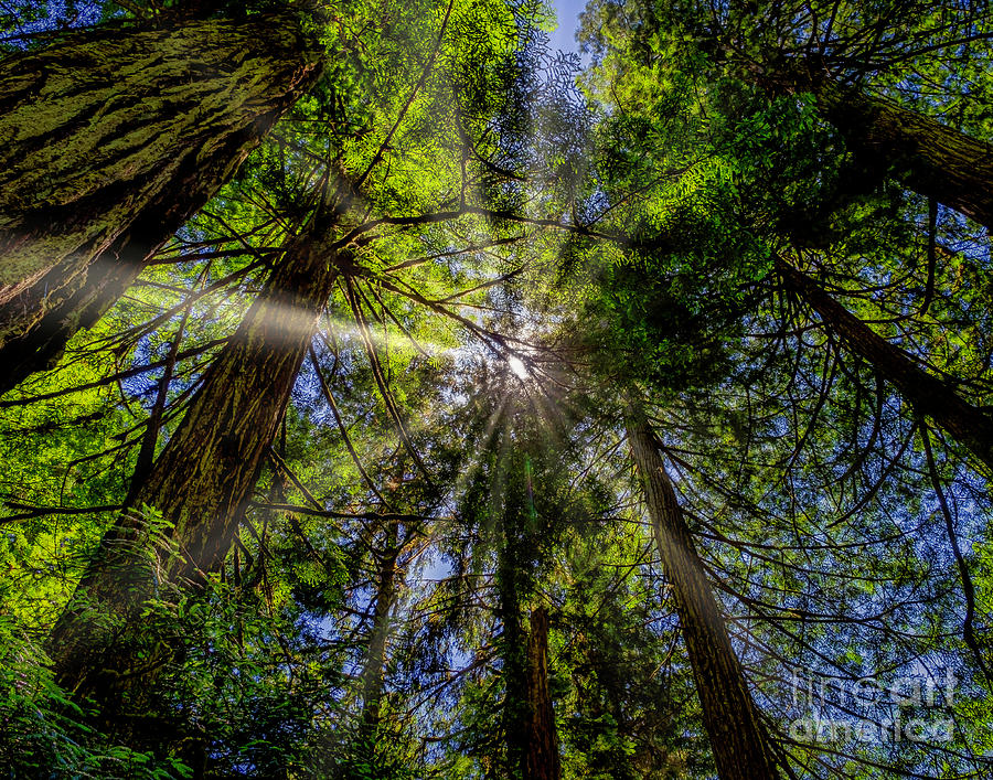Sunlight thru the Redwoods Photograph by Nick Zelinsky Jr
