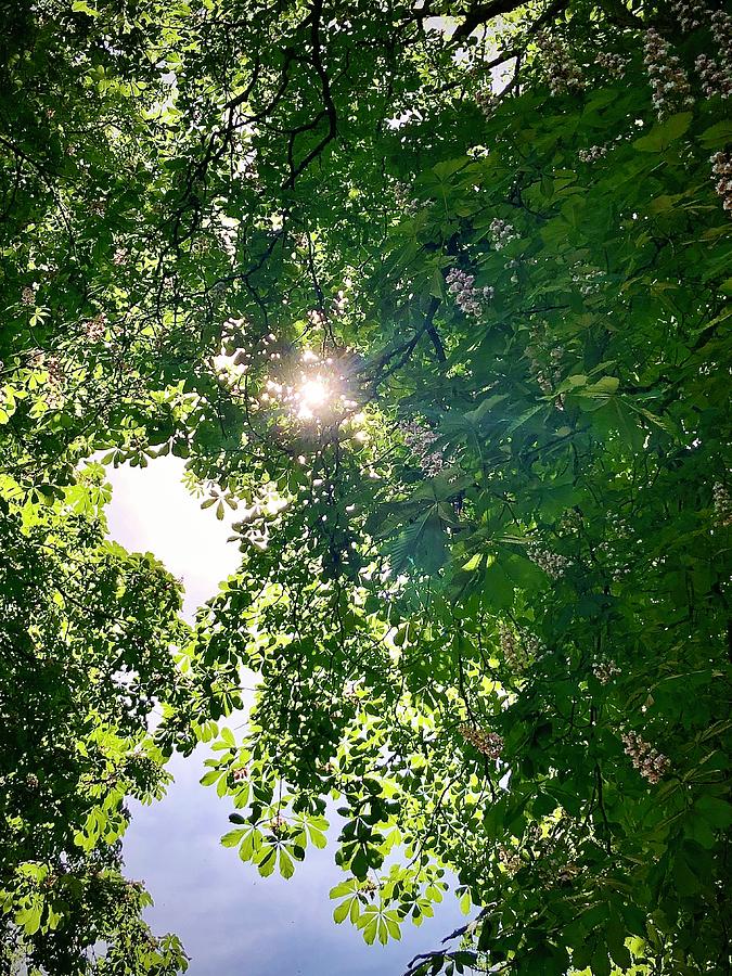 Sunlight Tree Canopy Photograph by Gordon James