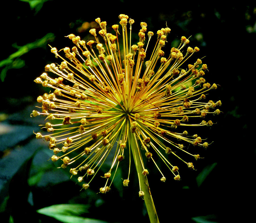 Sunlit Allium seeds Photograph by Stephanie Moore
