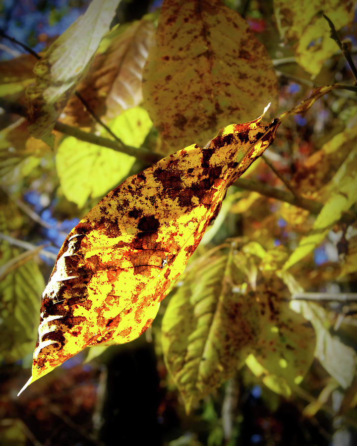 Sunlit Autumn Leaf Photograph by Daniel Beard
