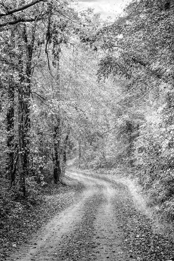 Sunlit Autumn Trails II Black and White Photograph by Debra and Dave Vanderlaan