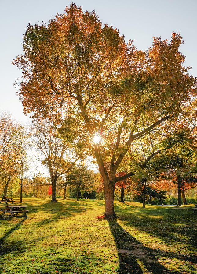 Sunlit Autumn Tree in Park Photograph - Sunlit Autumn Tree in Faurot Park by Dan Sproul