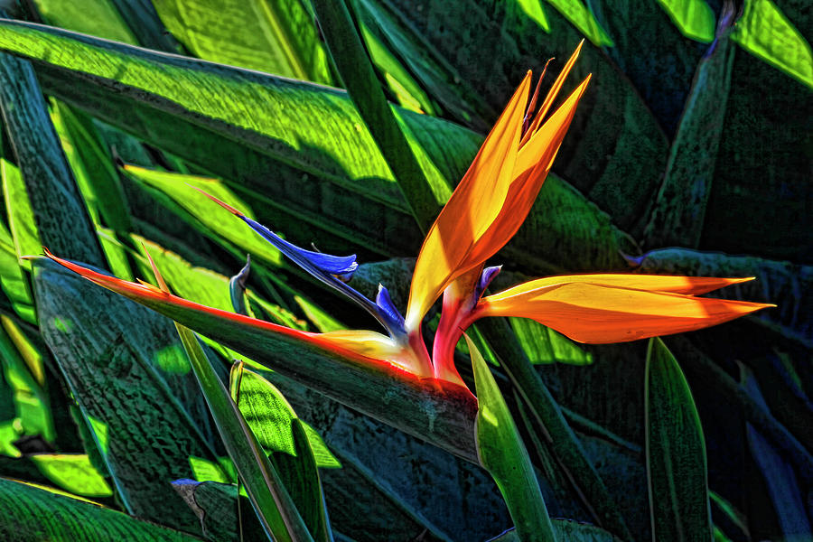 Flower Photograph - Sunlit Bird of Paradise by HH Photography of Florida