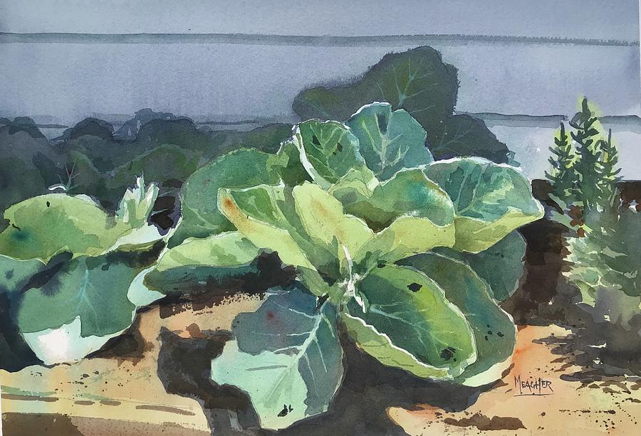 Sunlit Cabbage Painting